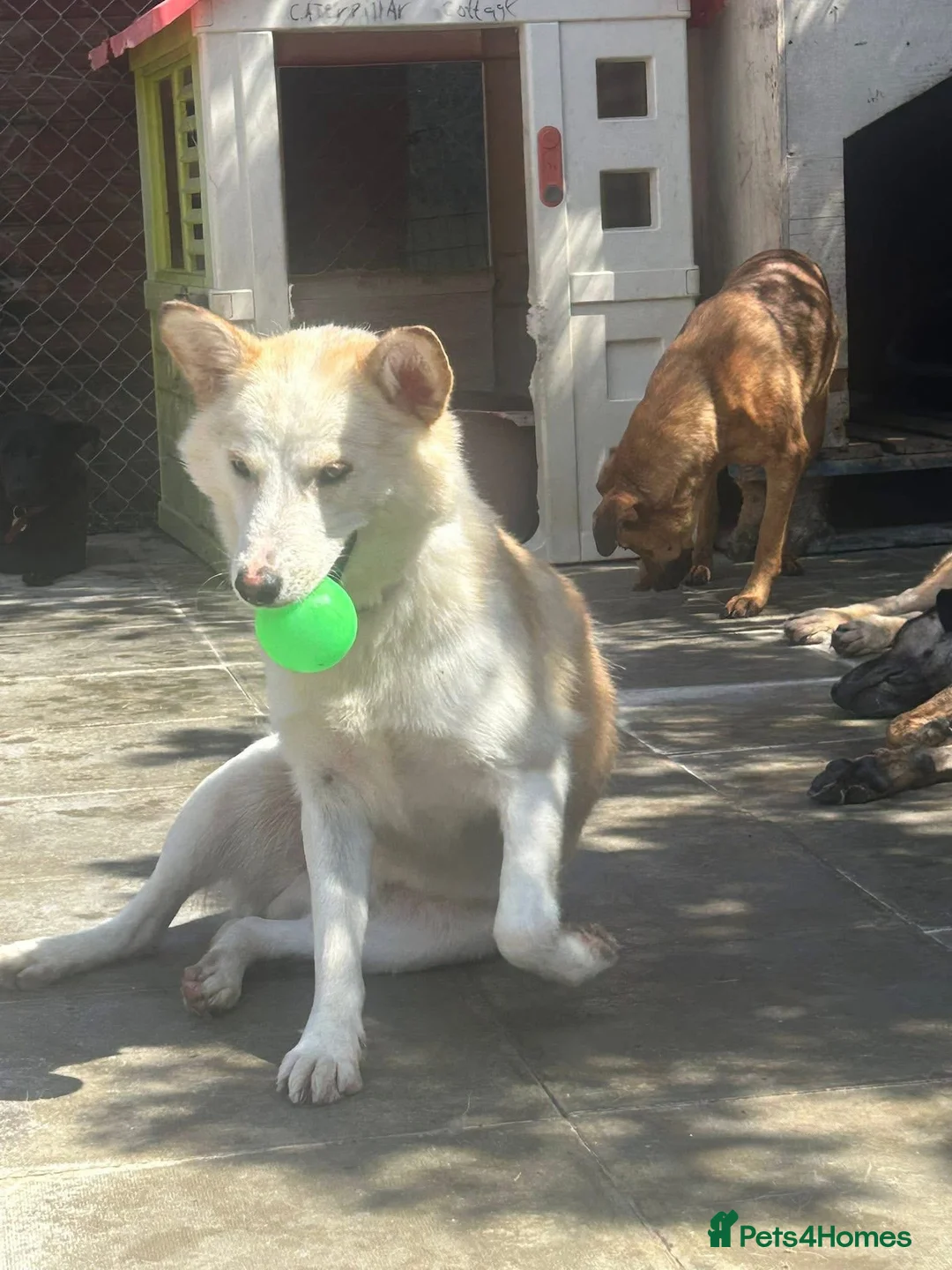 Mixed Breed dogs for adoption: Song - Norwich Norfolk  - Advert 11