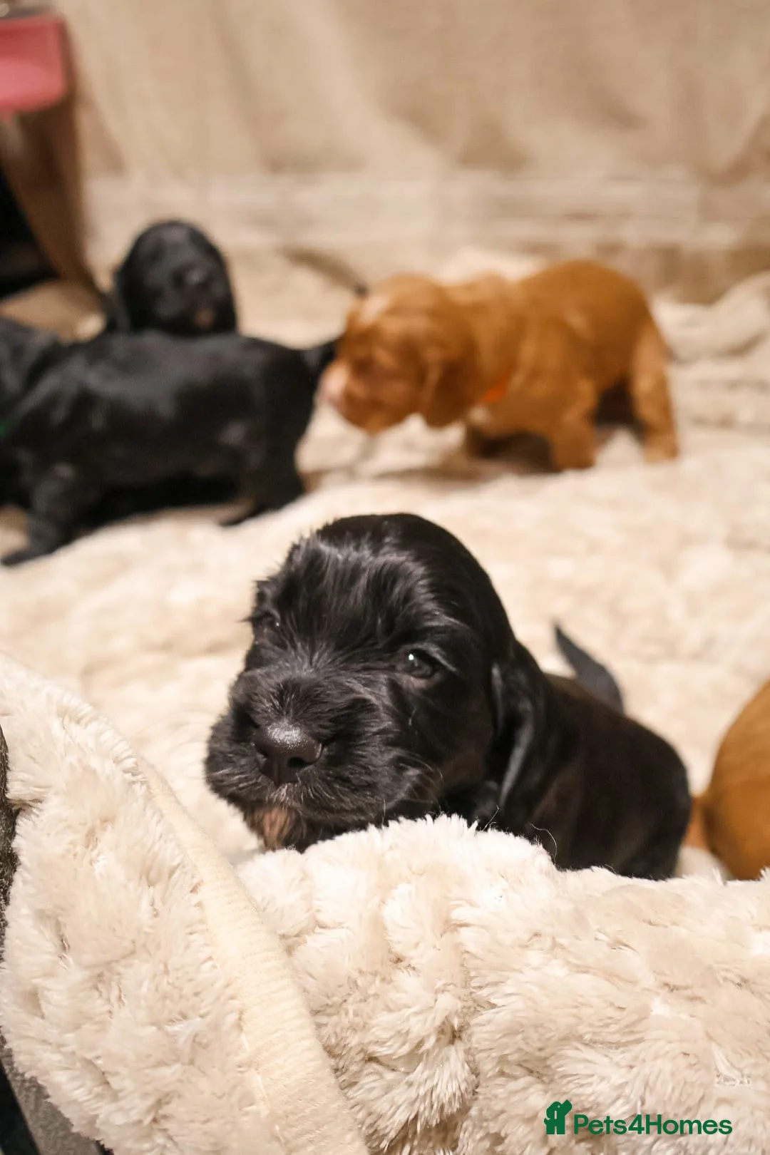 Cocker Spaniel dogs for sale: Cocker Spaniel Puppies - Advert 34