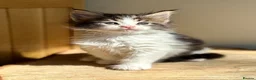 Maine Coon cats for sale: Beautiful Maine Coon kittens - Advert 5