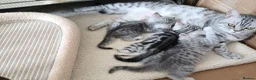 British Shorthair cats for sale: Lovely kittens  - Advert 21