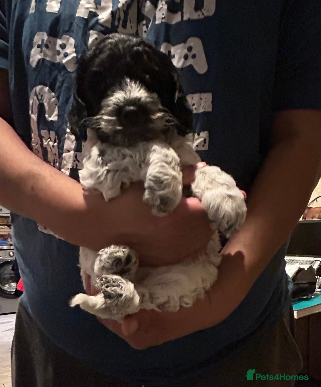 Cockapoo dogs for sale: Blue Roan F2 Female Cockapoo  - Advert 1