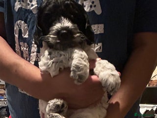 Cockapoo dogs Blue Roan F2 Female Cockapoo - Advert 3