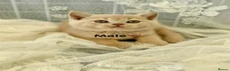 British Shorthair cats for sale: Tortieshell & Cream BSH kittens ready to leave now - Advert 2