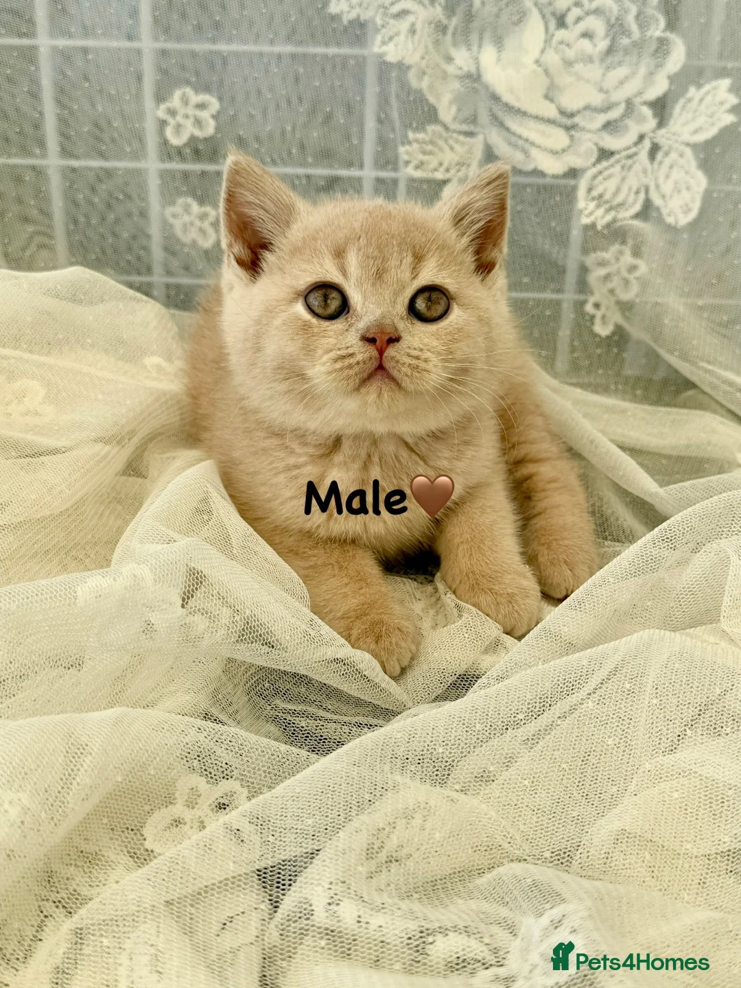 British Shorthair cats for sale: Tortieshell & Cream BSH kittens ready to leave now - Advert 2
