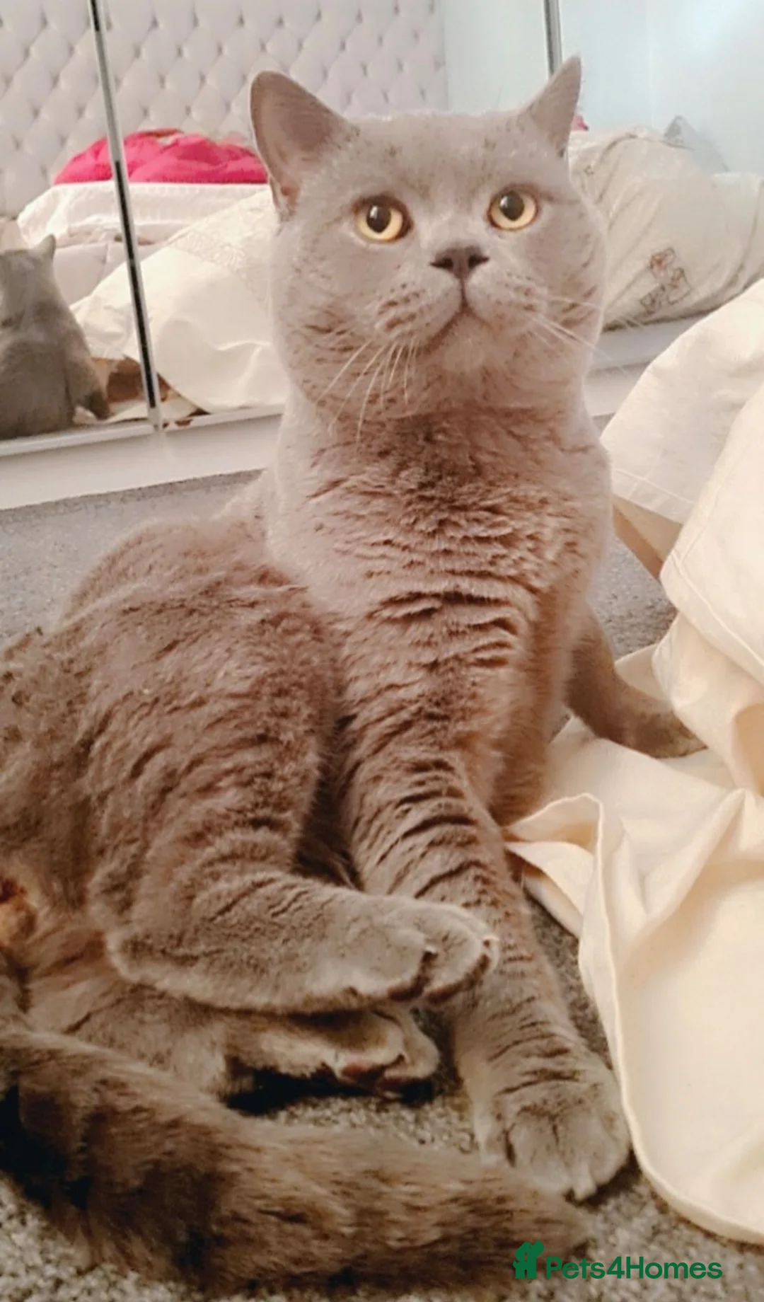 British Shorthair cats for sale: British shorthair babies looking for home in Blackburn - Advert 6