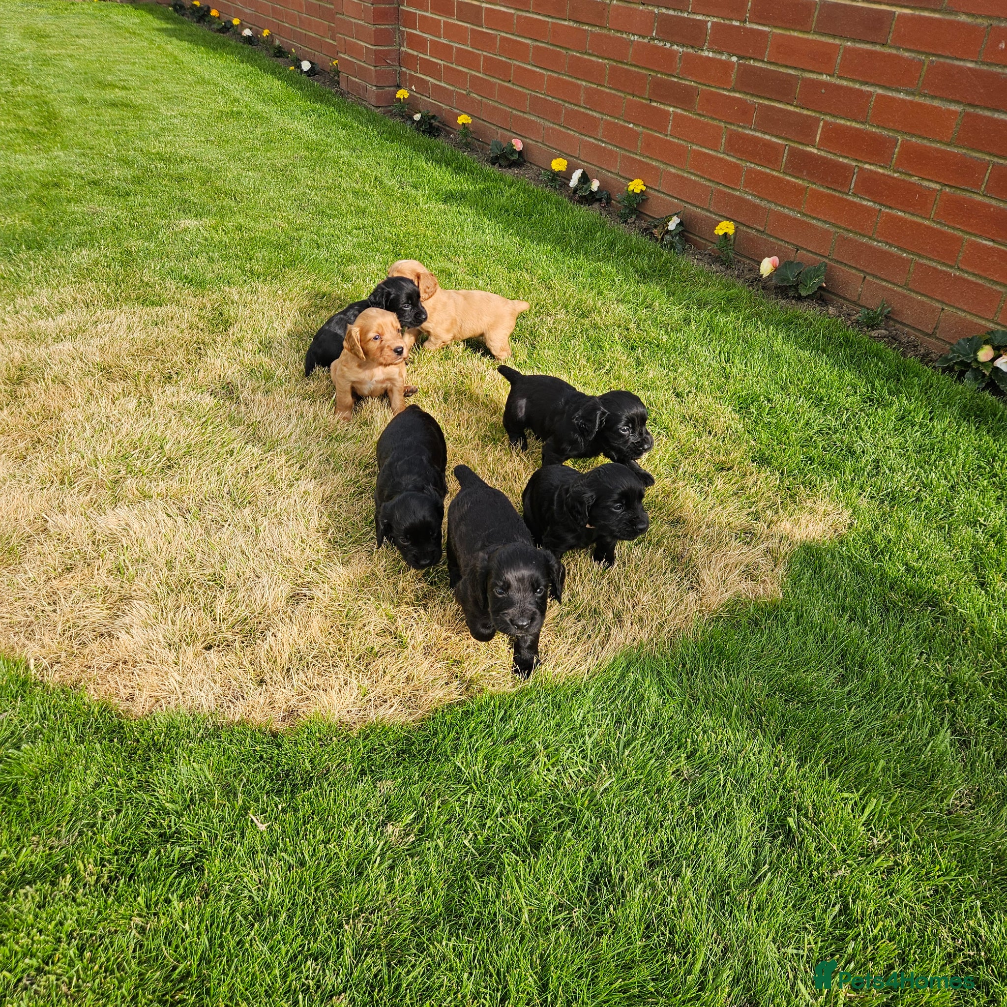 Cocker Spaniel dogs Cocker spaniels  - Advert 1