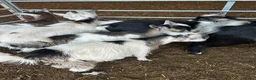 Goats livestock for sale: Pygmy Billy kids for sale - Advert 2