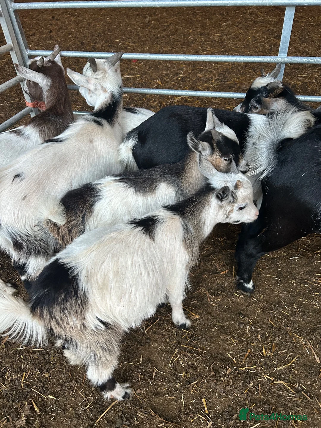 Goats livestock for sale: Pygmy Billy kids for sale - Advert 2