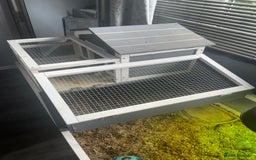 Tortoise reptiles for sale: Testudo hermanni -Herman tortoise  in Heanor - Image 4