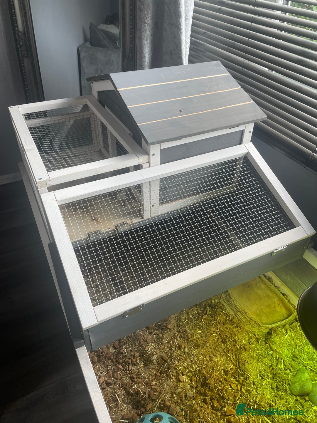 Tortoise reptiles for sale: Testudo hermanni -Herman tortoise  in Heanor - Image 4