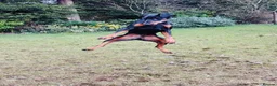 Dobermann dogs for sale: A Stunning strong KC Reg Black & Tan Doberman - Advert 11