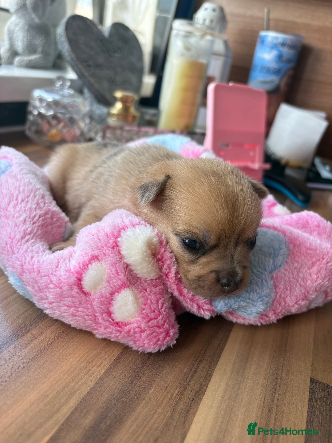 Mixed Breed dogs for sale: FrenchieXPomeranian  - Image 6