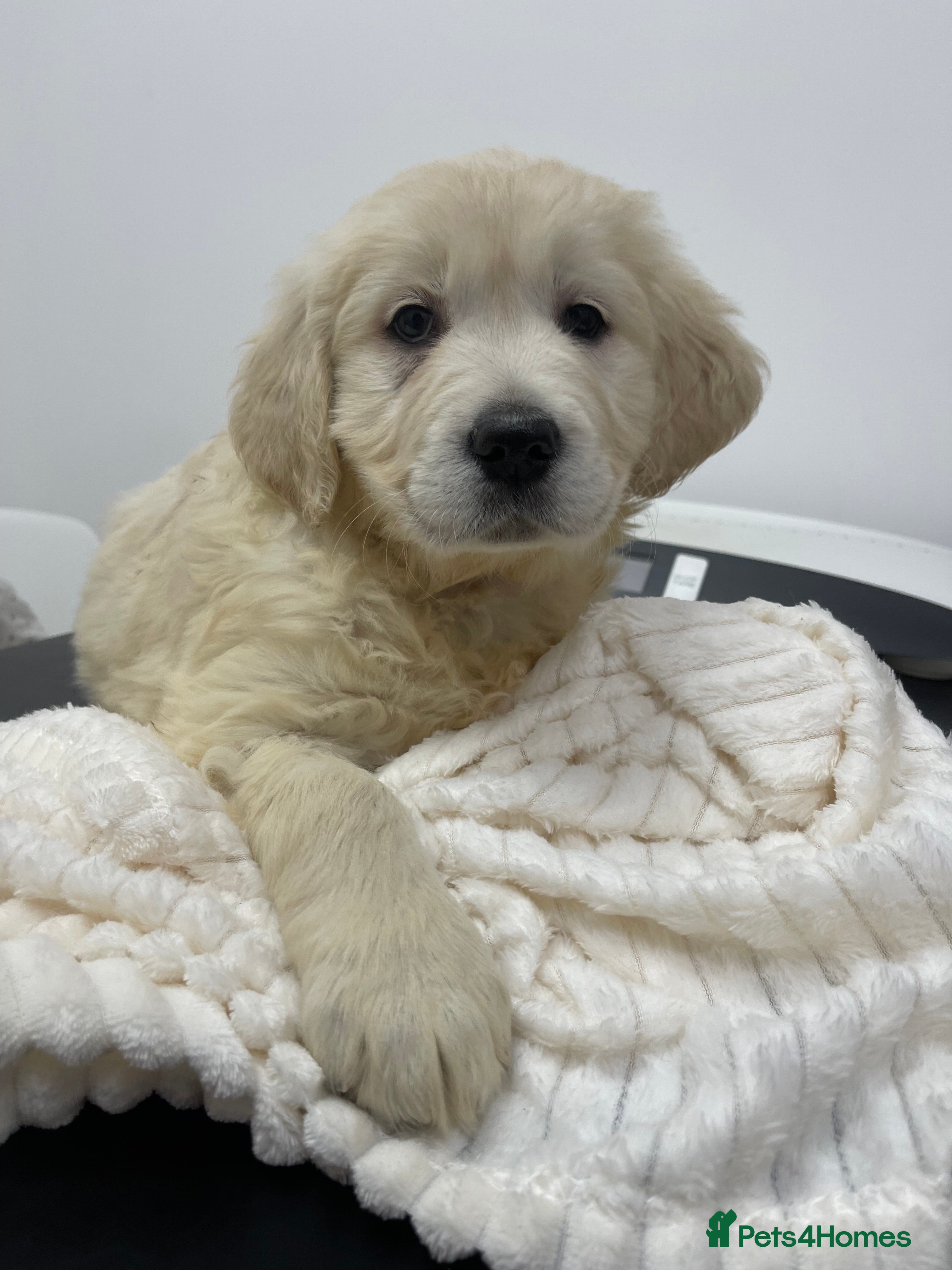 Golden Retriever dogs Last girl left. READY NOW Golden retriever pup  - Advert 6