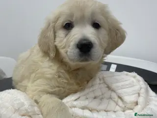 Golden Retriever dogs Last girl left. READY NOW Golden retriever pup - Advert 6