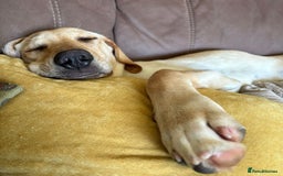 Mixed Breed dogs for adoption: Sika (Labrador/Pointer mix) - Image 8