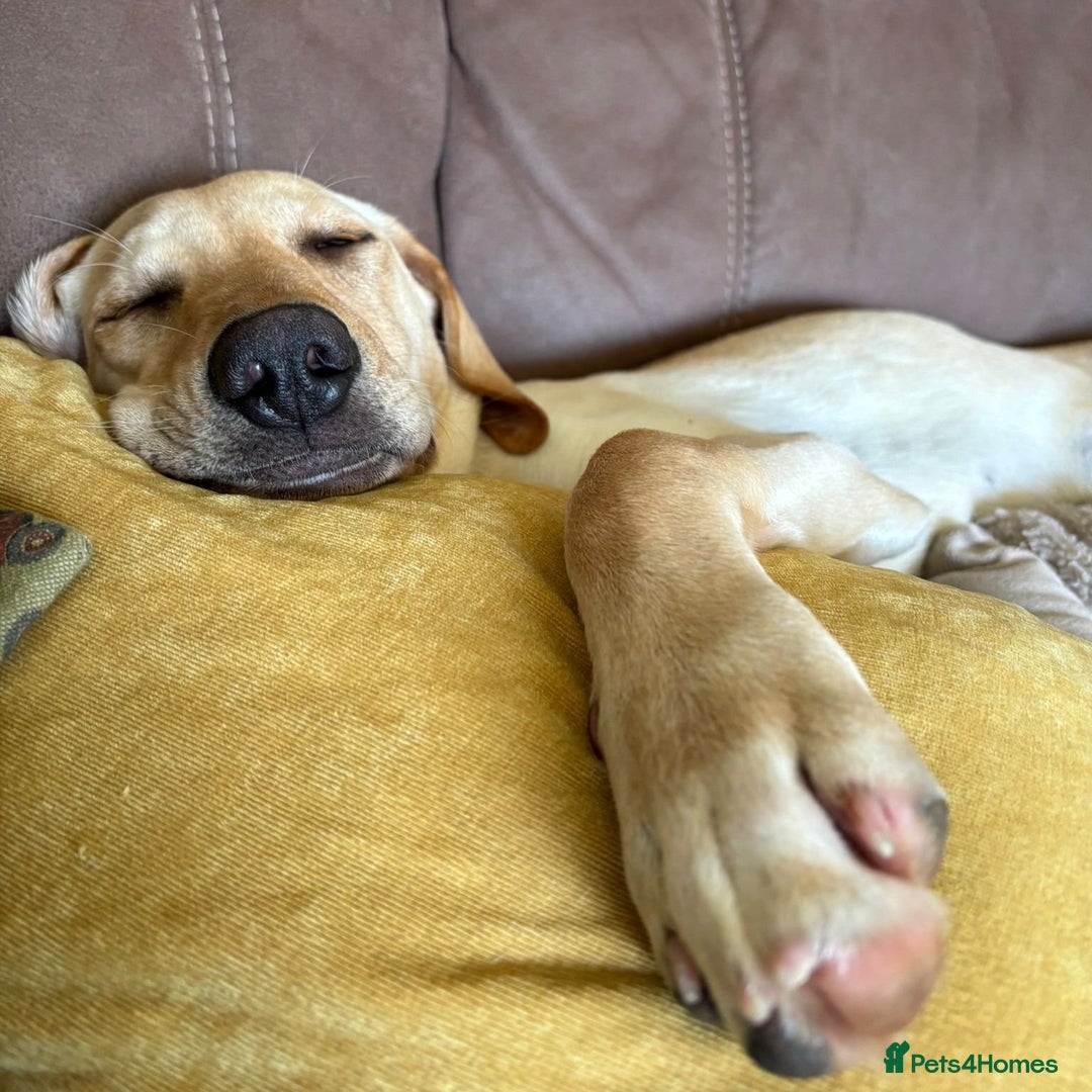 Mixed Breed dogs for adoption: Sika (Labrador/Pointer mix) - Image 8