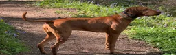 Hungarian Vizsla dogs for sale: Hungarian Vizslas - Advert 3