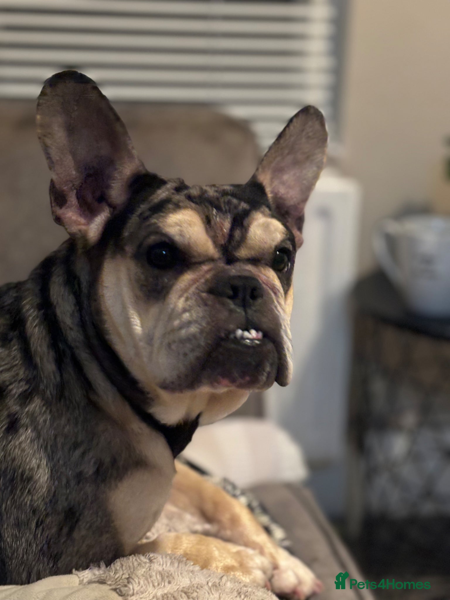 Mixed Breed dogs for sale: French bulldog cross  - Advert 10