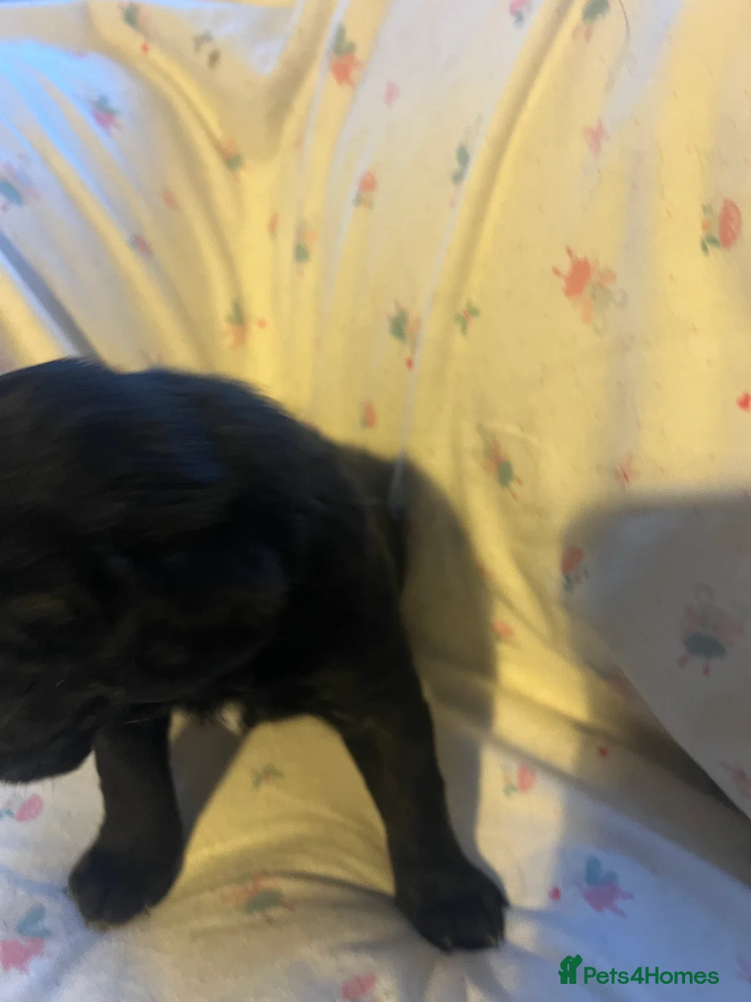 Labrador Retriever dogs for sale: KC Registered Labrador Puppies - Advert 12