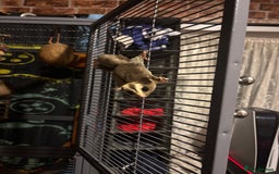 Sugar Glider rodents for sale: Twin sugar gliders - Image 7