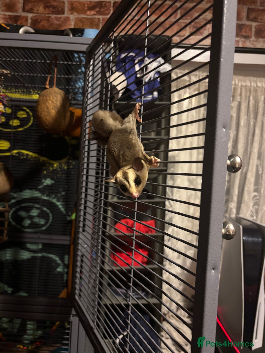 Sugar Glider rodents for sale: Twin sugar gliders - Image 7
