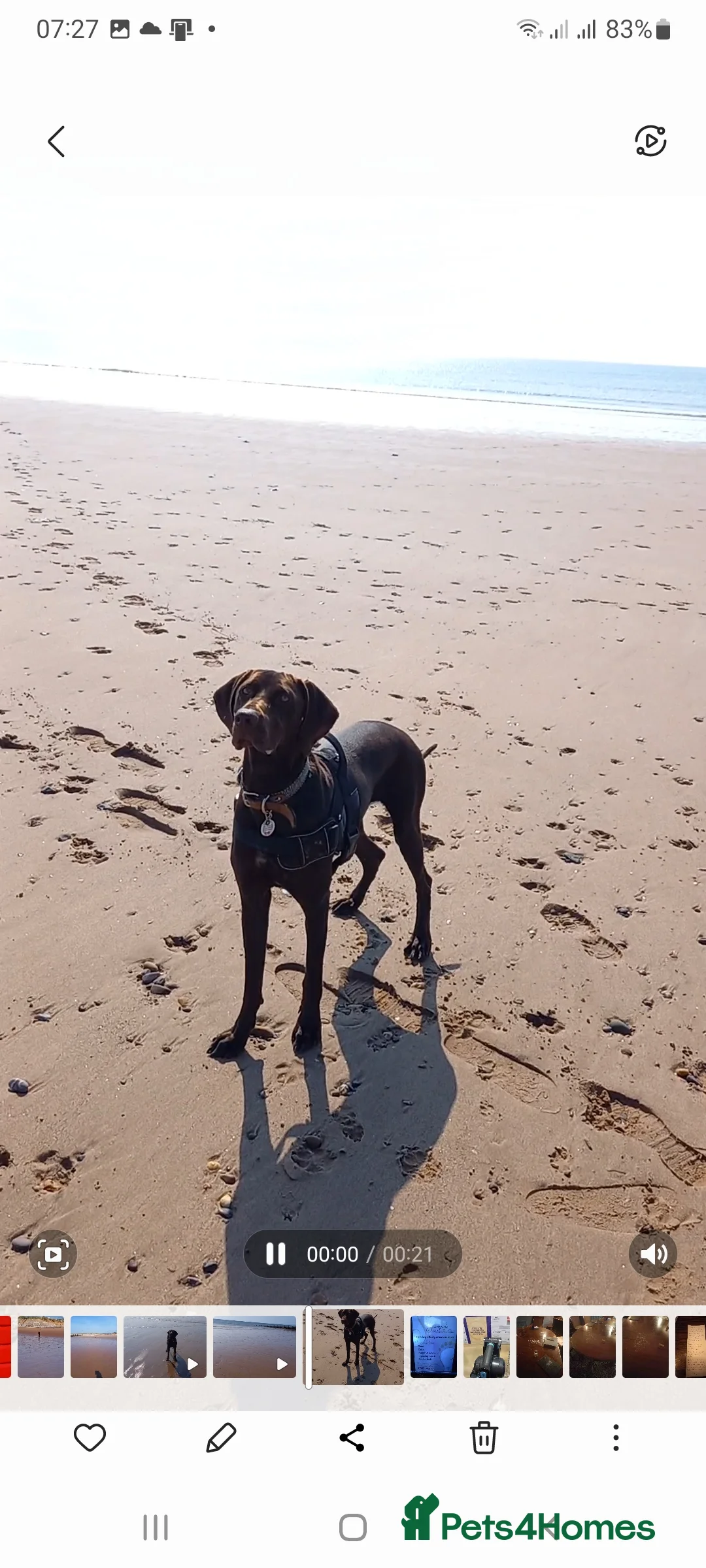 Mixed Breed dogs for sale: Our beautiful dog - Advert 20