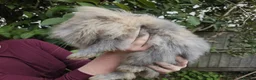 Mixed Breed rabbits for sale: Two lovely rabbits (mini lop / lionhead)  in Totnes - Advert 5