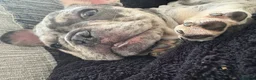 French Bulldog dogs for sale: French Bulldog (Mars) - Advert 10