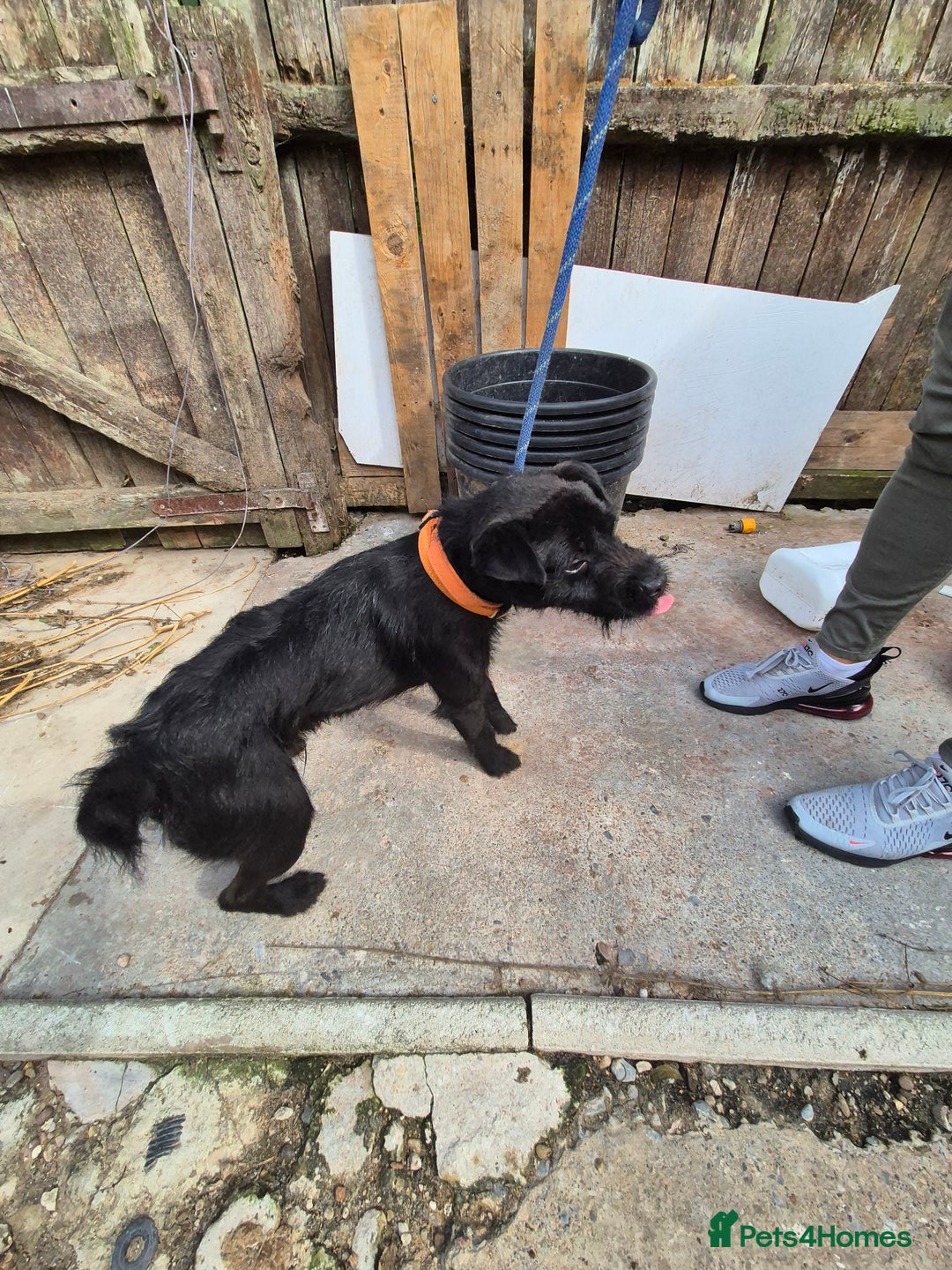 Patterdale Terrier dogs for sale: Patterdale terrier  - Image 5