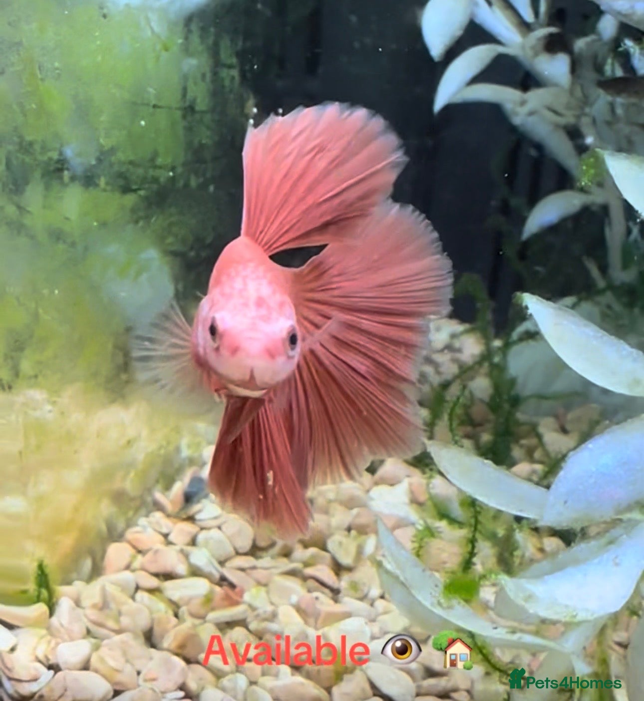 Bettas fish Betta fish seeking homes  - Advert 3