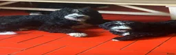 Mixed Breed dogs for sale: DOODLE PUP - Advert 11
