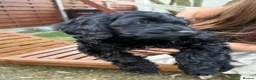 Cockapoo dogs for sale: *LAST 3 LEFT READY TO LEAVE*F1B Cockapoos🐶 - Advert 9
