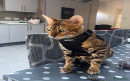 Bengal cats for sale: Beautiful TICA Registered Active Bengal female cat - Image 3