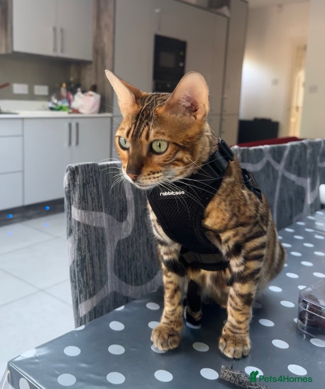Bengal cats for sale: Beautiful TICA Registered Active Bengal female cat - Image 3