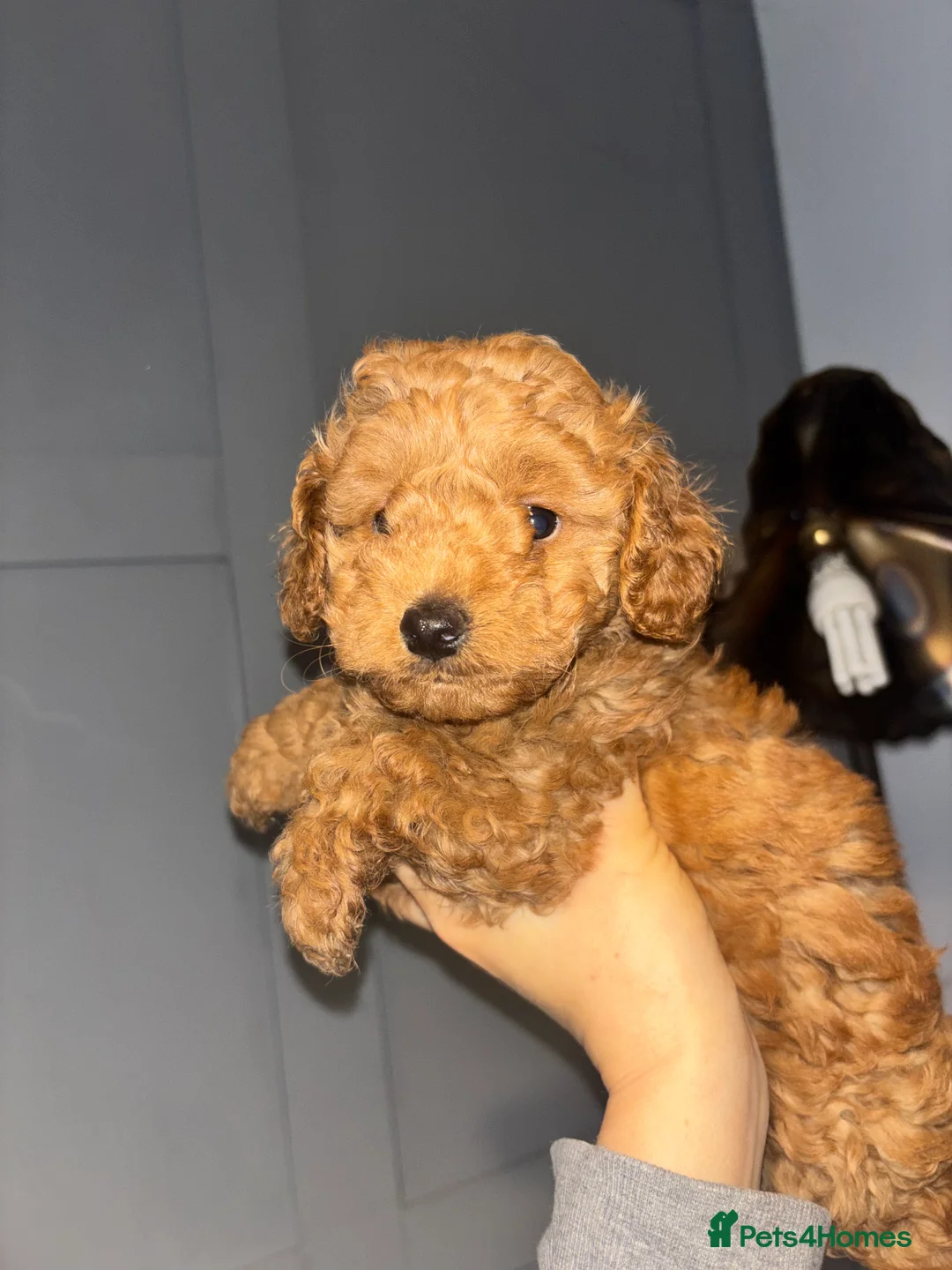 Cockapoo dogs for sale: F1B Mini Cockapoos - Advert 24