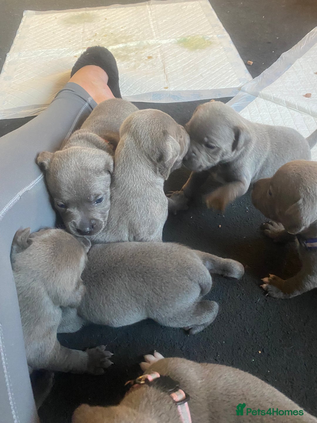 Staffordshire Bull Terrier dogs for sale: Blue staff puppies - Image 1