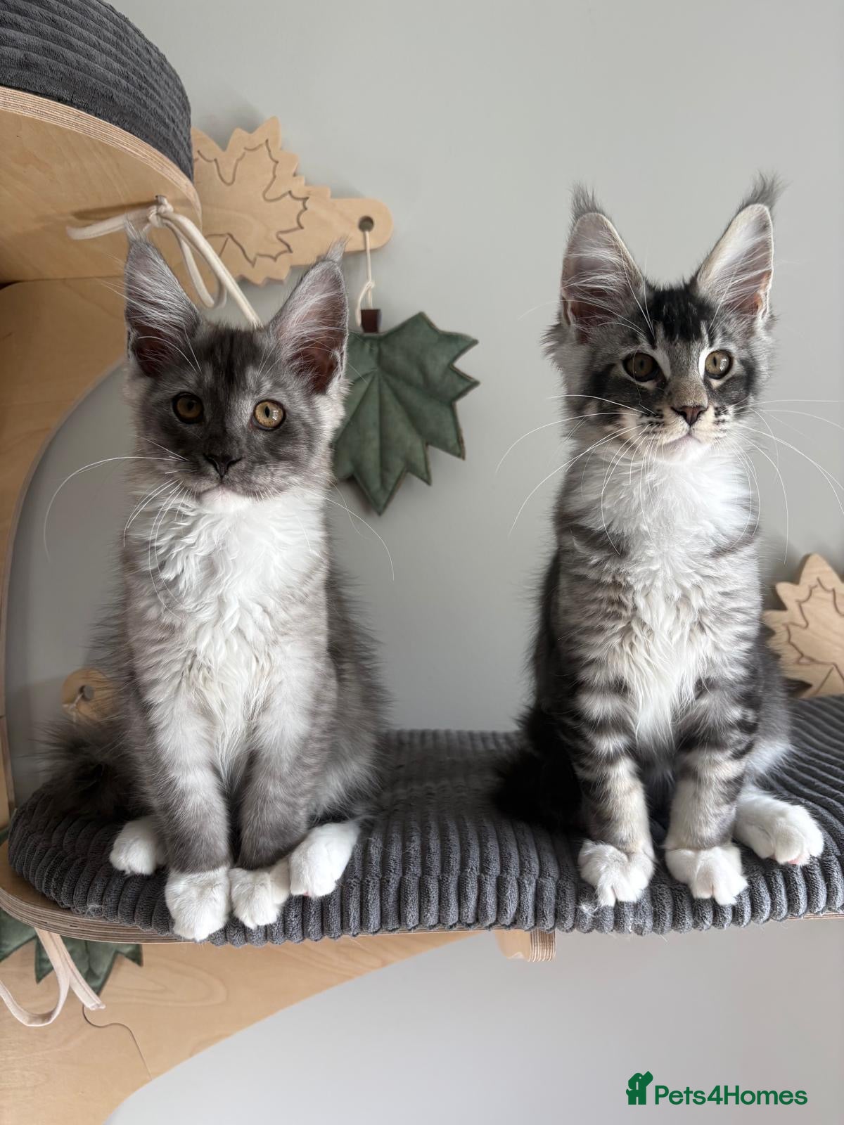 Maine Coon cats XL Maine Coon kittens for sale -TICA registered! - Advert 9