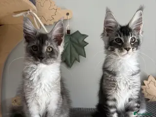 Maine Coon cats XL Maine Coon kittens for sale -TICA registered! - Advert 9