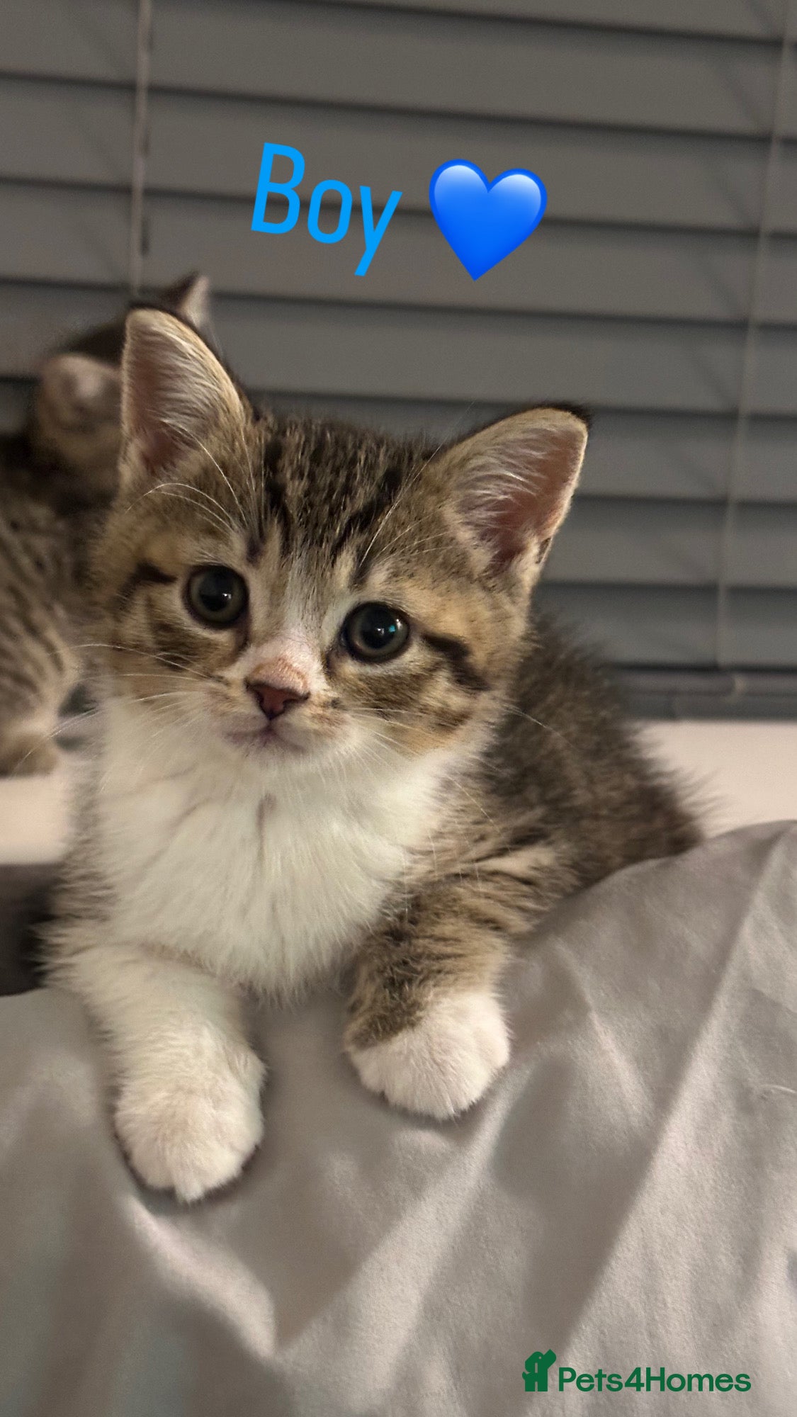 Mixed Breed cats for sale: British Shorthair / Mixed kittens  - Advert 8