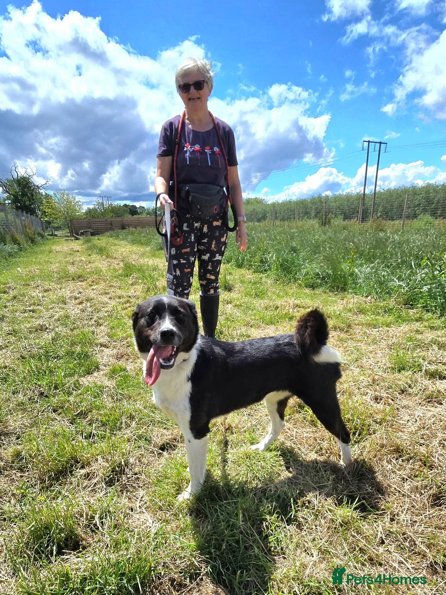 Mixed Breed dogs 💛🐾 ZOOMIES INCLUDED - MEET OLWEN🐾💛 - Advert 1