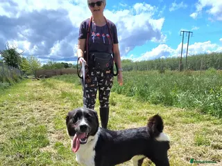 Mixed Breed dogs 💛🐾 ZOOMIES INCLUDED - MEET OLWEN🐾💛 - Advert 5