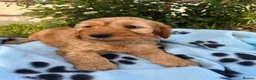 Cockapoo dogs for sale: Cockapoo puppies  - Advert 14
