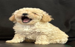 Poochon dogs for sale: Stunning Litter of Poochon puppies  - Image 3