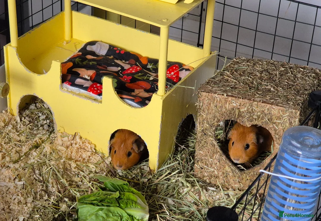 Guinea Pig rodents for sale: 2 female guinea pigs - Advert 1