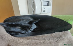 British Shorthair cats for sale: Cat for Free As Long As It's A Good Home! - Advert 2