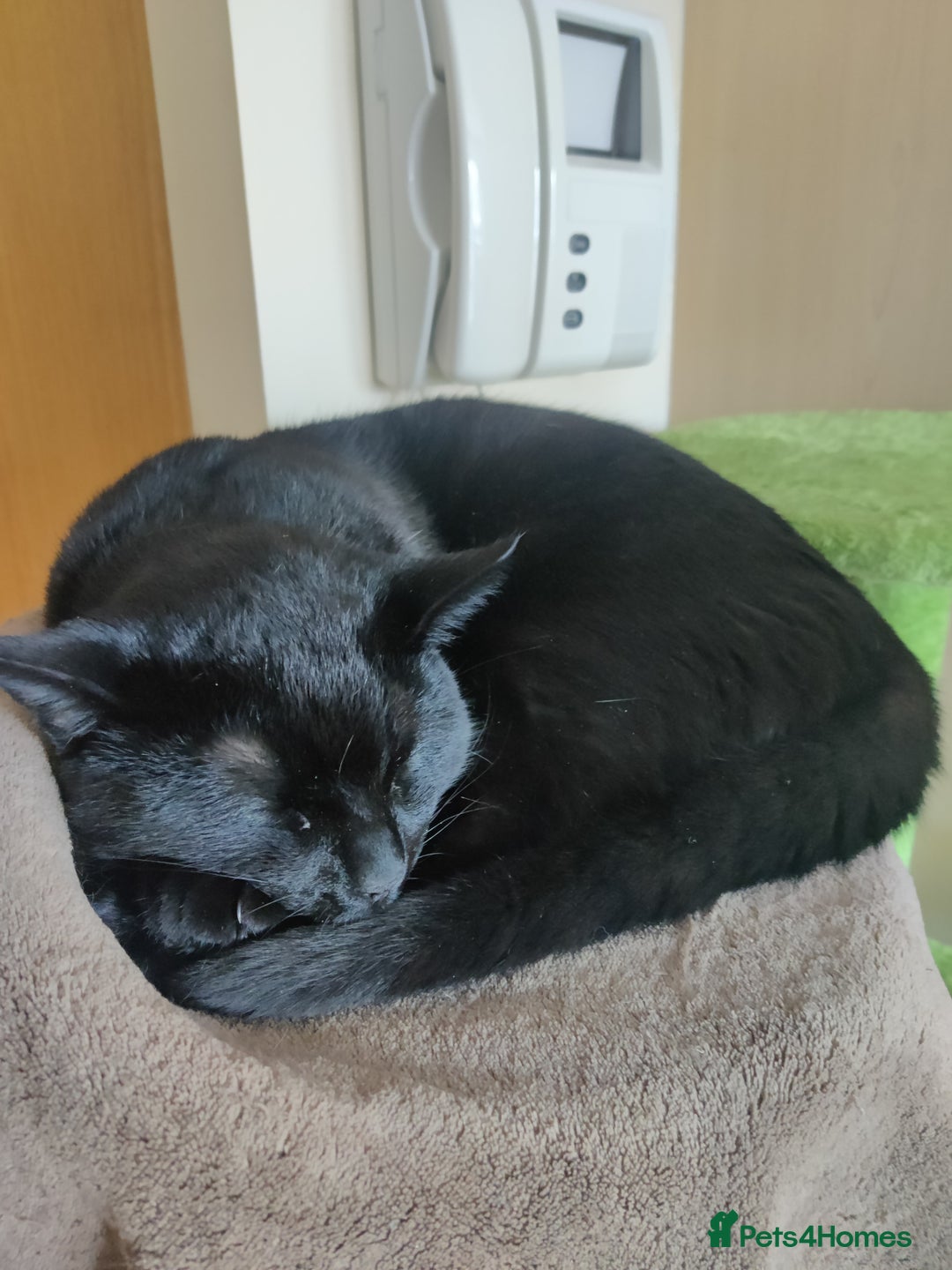 British Shorthair cats for sale: Cat for Free As Long As It's A Good Home! - Advert 2