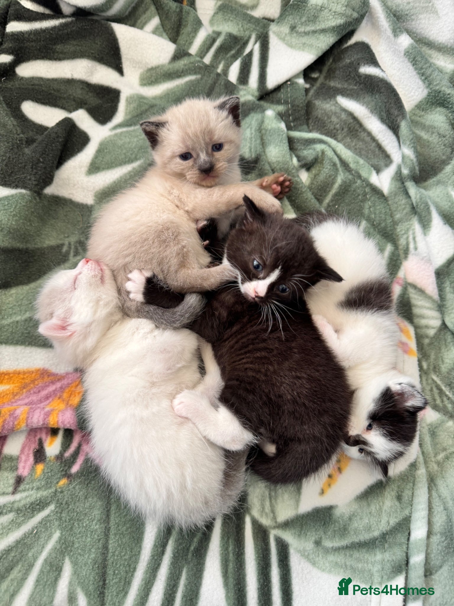 Siamese cats Siamese stunners  - Advert 2