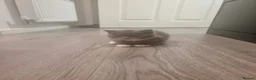 British Shorthair cats for sale: Bsh kittens  in Blackburn - Advert 8