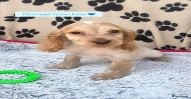 Cocker Spaniel dogs - Advert 4