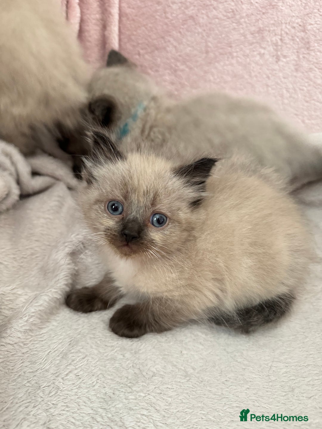 Ragdoll cats for sale: Seal point ragdoll kittens 3 boys and 2 girls  - Image 7